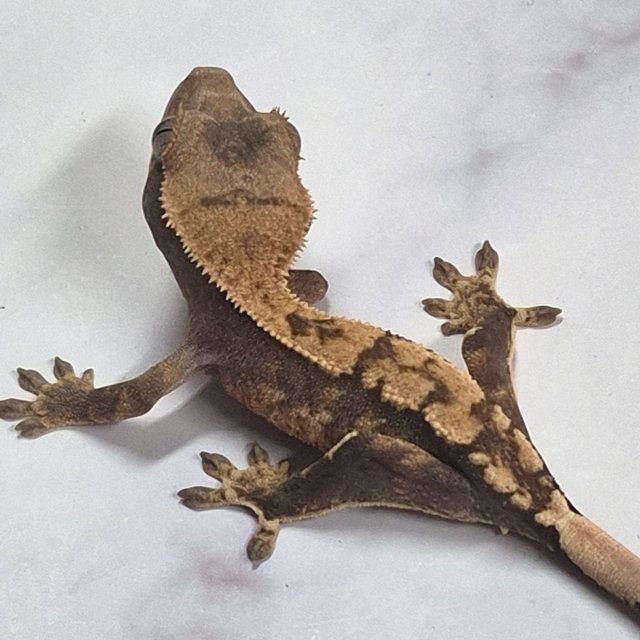 100%헷아잔틱 노멀