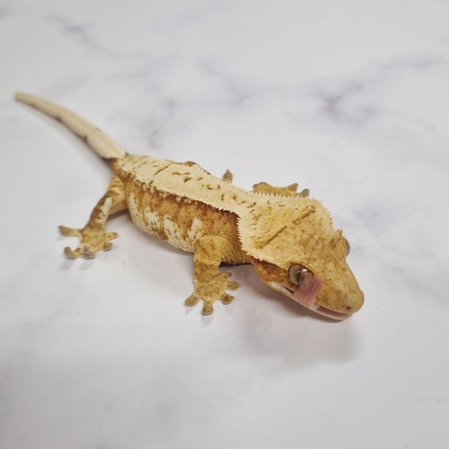 크림시클 옐로우