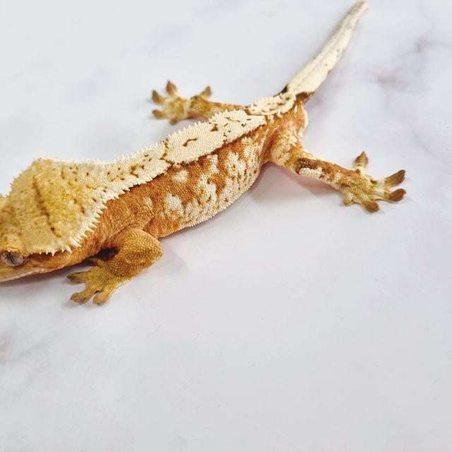 크림시클 옐로우