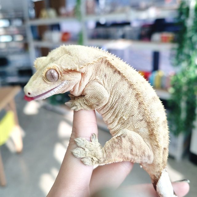팬텀 옐로우