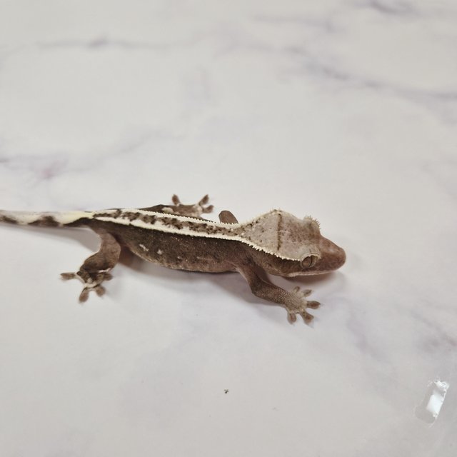 아잔틱 핀스트라이프