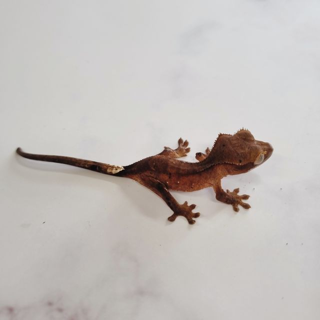 다크 벅스킨