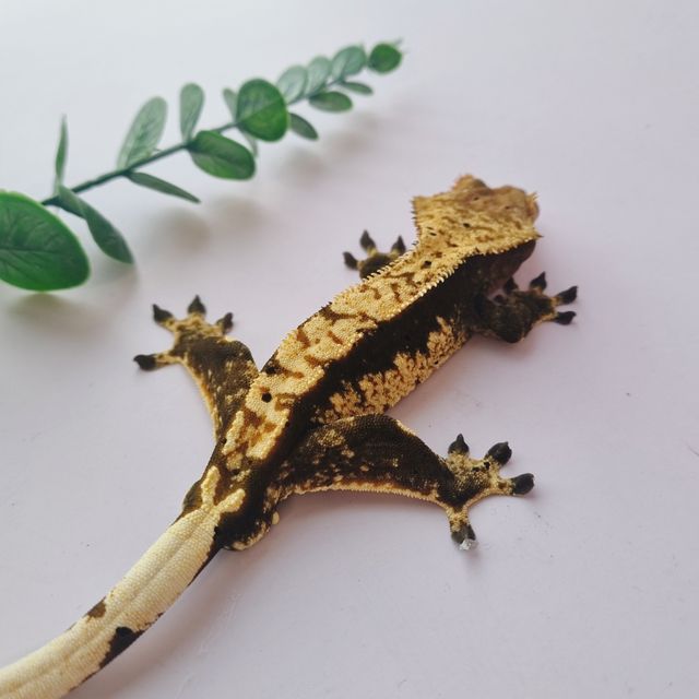 익스트림할리퀸 블랙