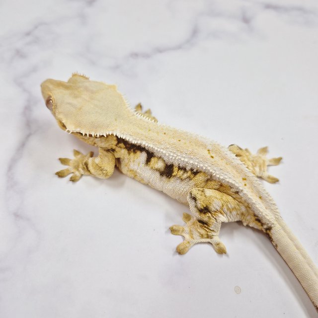 릴리화이트 솔리드백