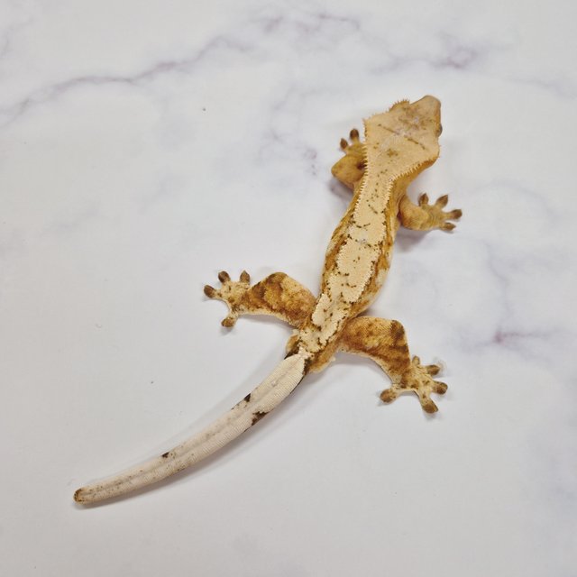 스트로베리 옐로우 크림시클