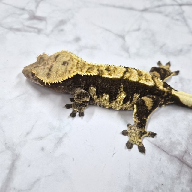 노멀 화이트포트홀