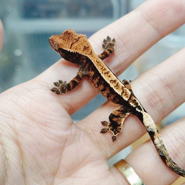 카푸치노 트라이