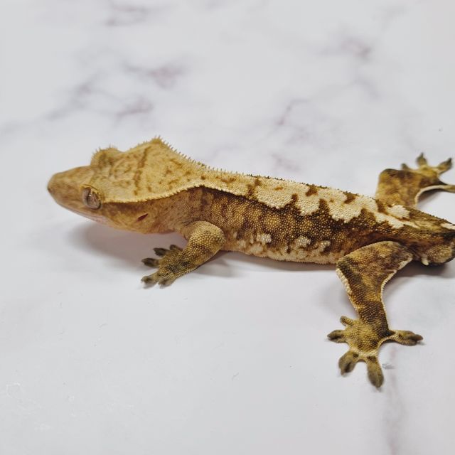 옐로우 크림시클