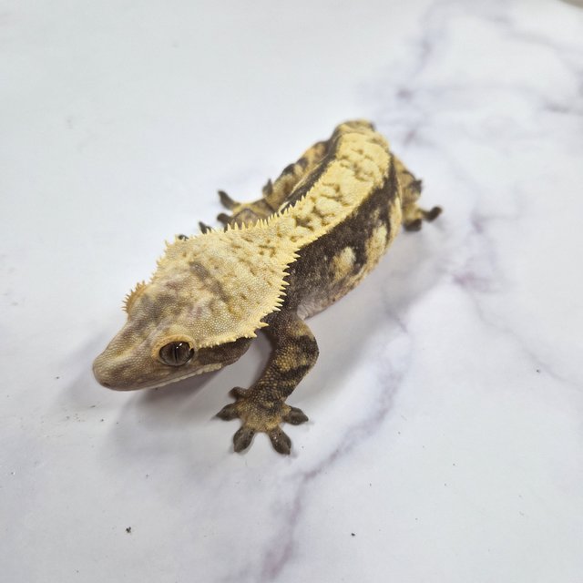 100%헷아잔틱 노멀