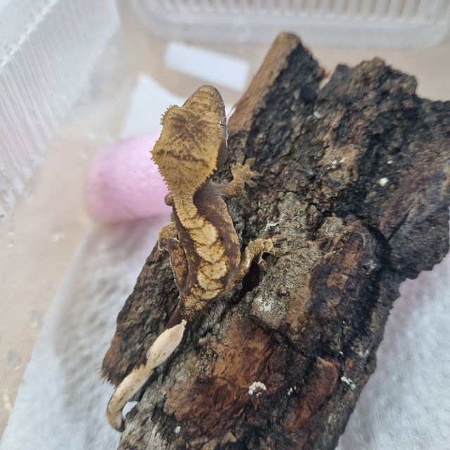 플레임