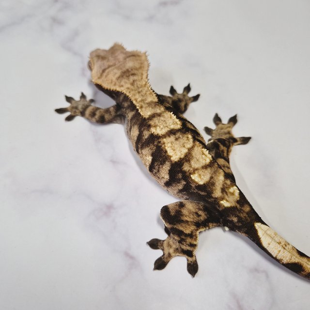 노멀 다크 플레임