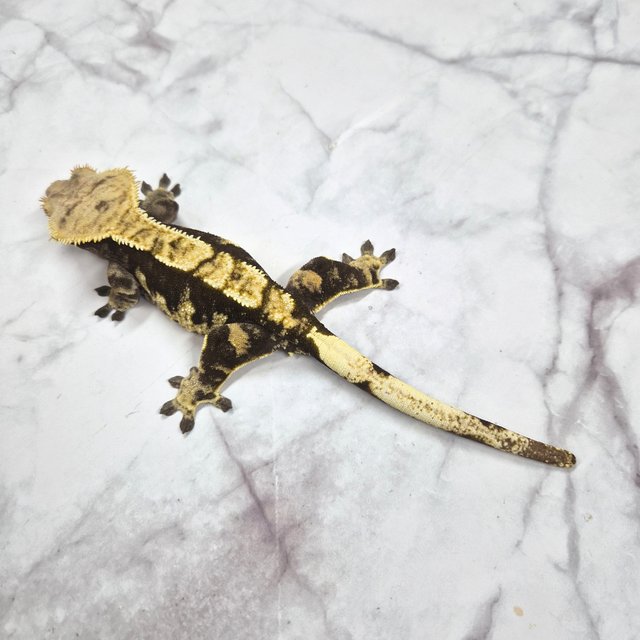 노멀 화이트포트홀