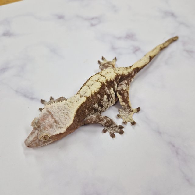 노멀 익스트림할리퀸 레드