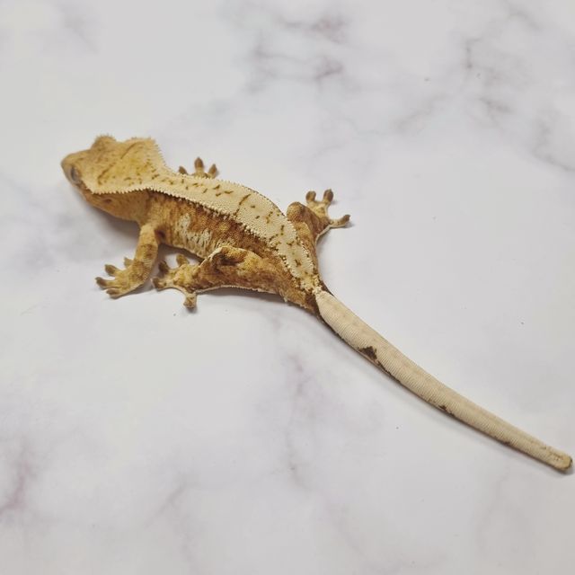 크림시클 옐로우