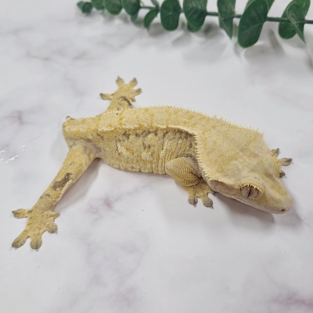 익스트림할리퀸 크림 노멀