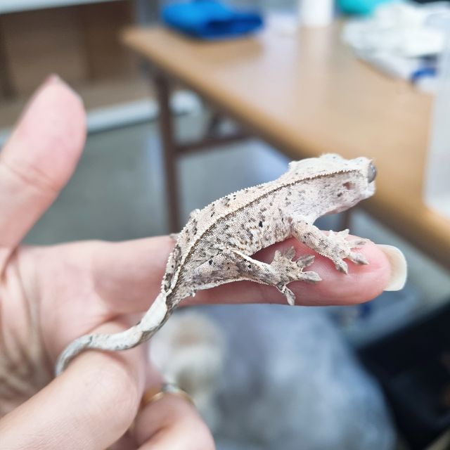 노멀 달마시안 화이트스팟 화이트포트홀 크림