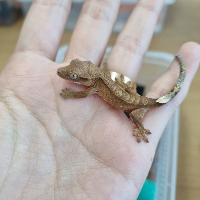 옐로우 팬텀