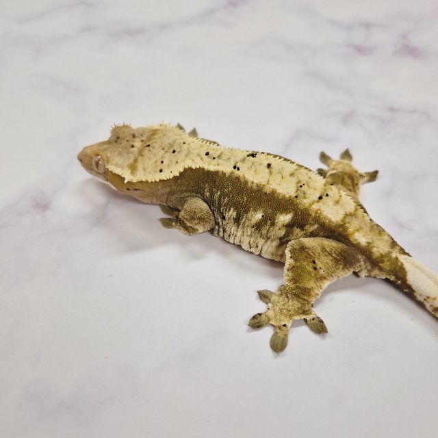 100%헷아잔틱 노멀