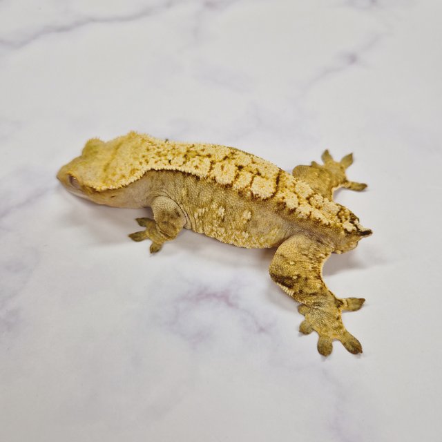 크림 옐로우 노멀