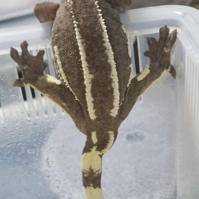 아잔틱 화이트핀