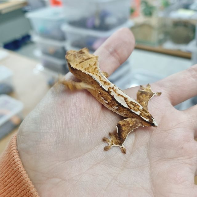 크림시클