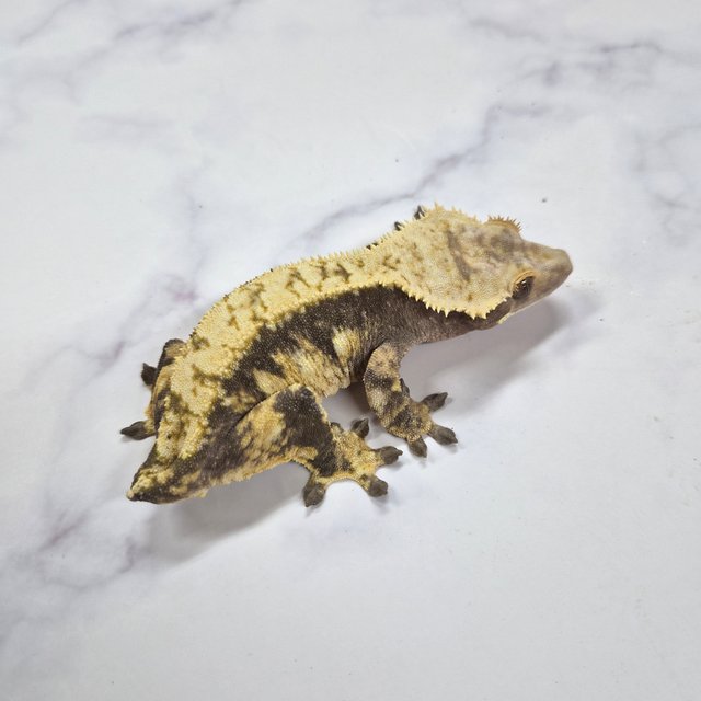 100%헷아잔틱 노멀