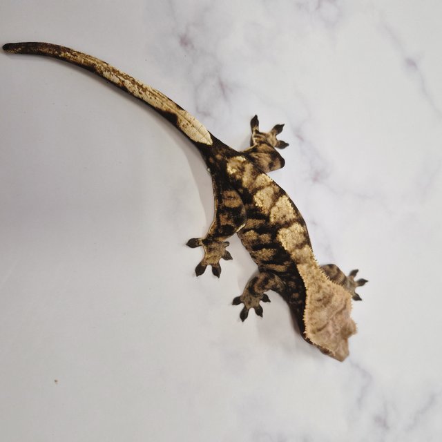 노멀 다크 플레임