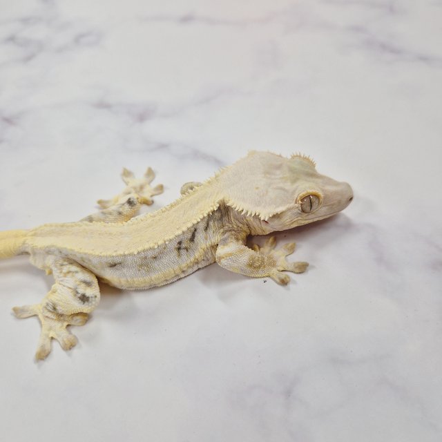 릴리화이트 솔리드백