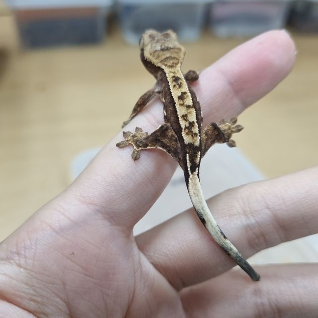 노멀