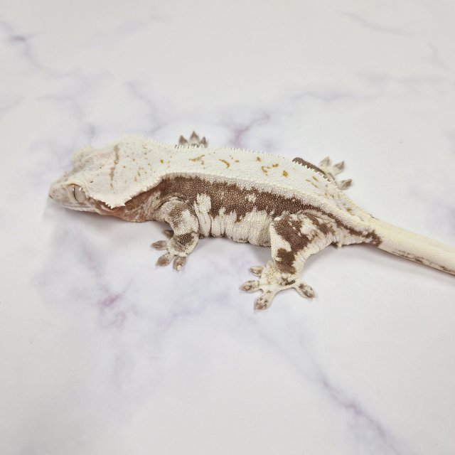 릴리화이트 레드