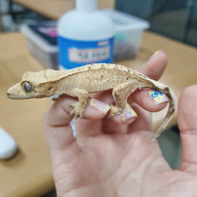 옐로우 크림시클