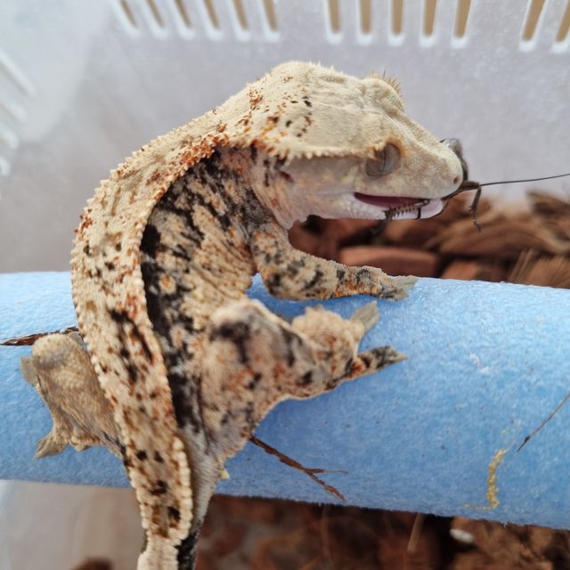 달마시안 블랙