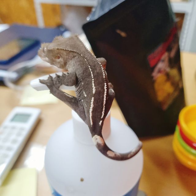 아잔틱 핀스트라이프 화이트핀