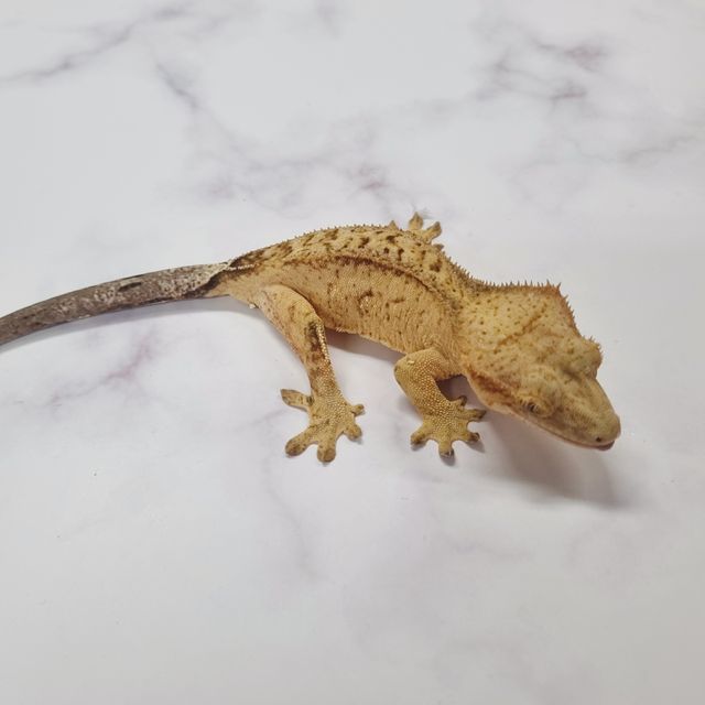 옐로우 팬텀