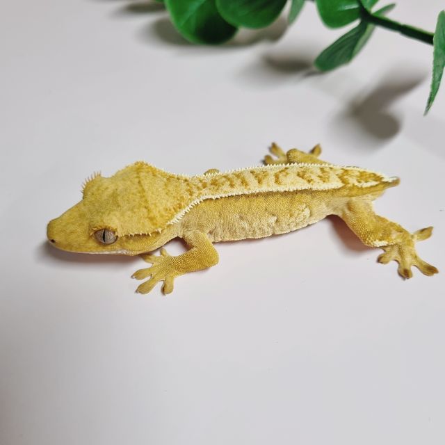 화이트포트홀 크림시클 옐로우