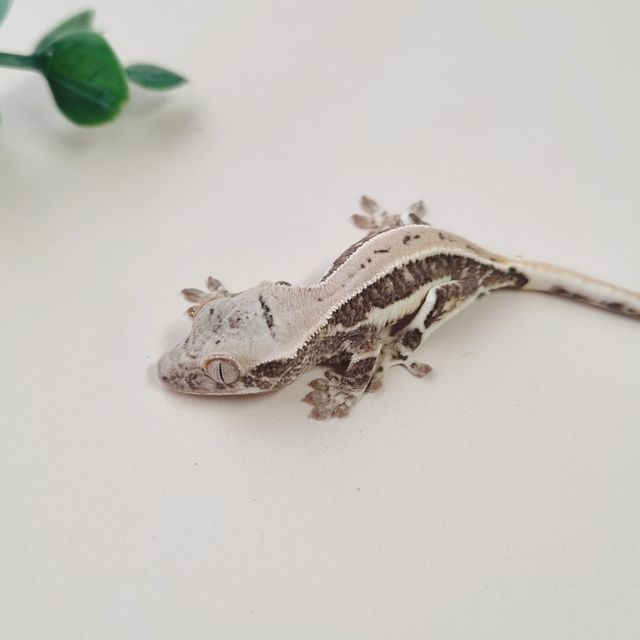 릴리화이트 트라이