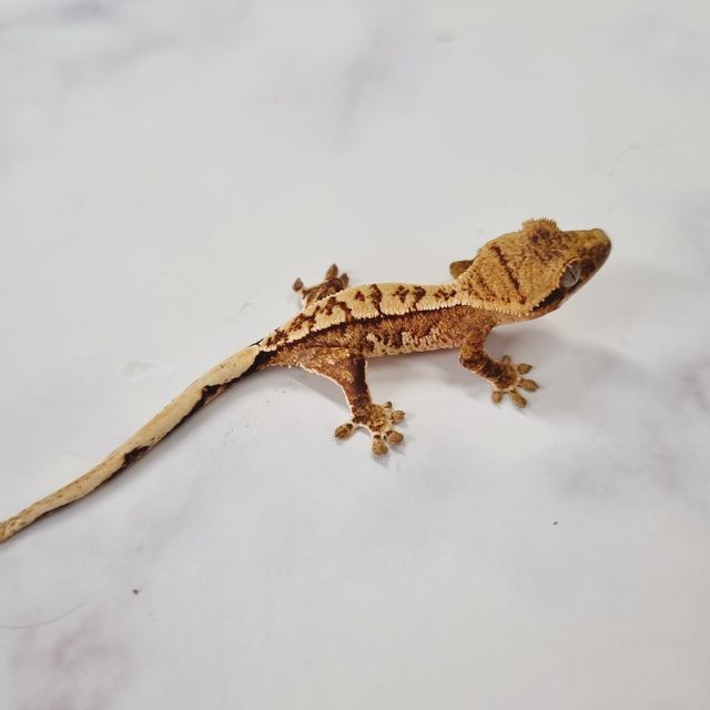크림시클