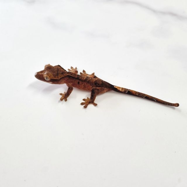 다크 벅스킨 달마시안