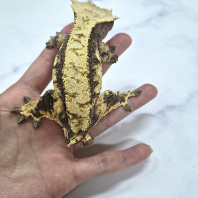 100%헷아잔틱 노멀