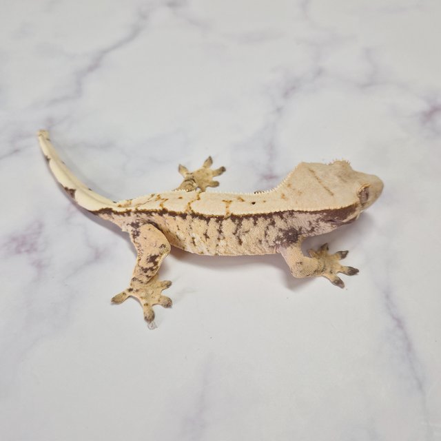 노멀 익스트림할리퀸