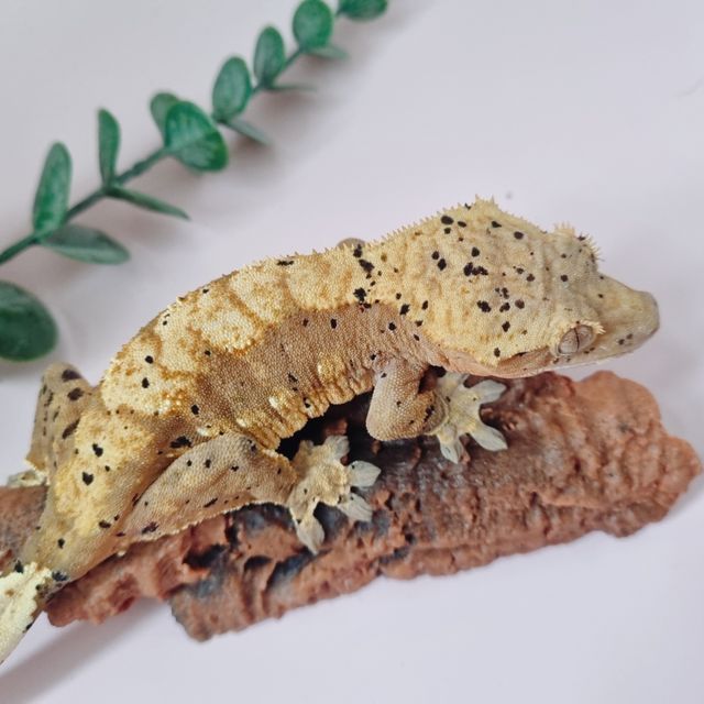 슈퍼달마시안