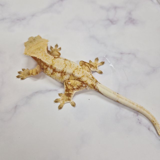 노멀 익스트림할리퀸 레드