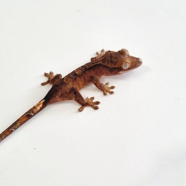 다크 벅스킨 달마시안