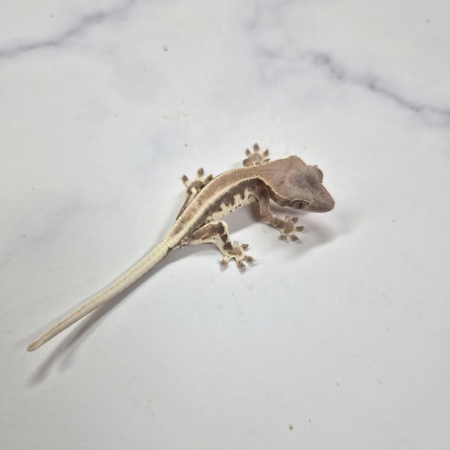 프라푸치노 솔리드백