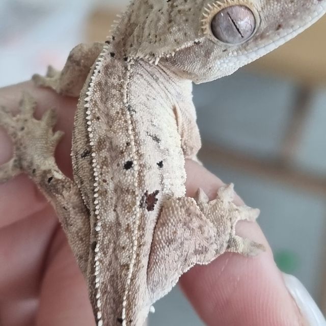 달마시안 크림