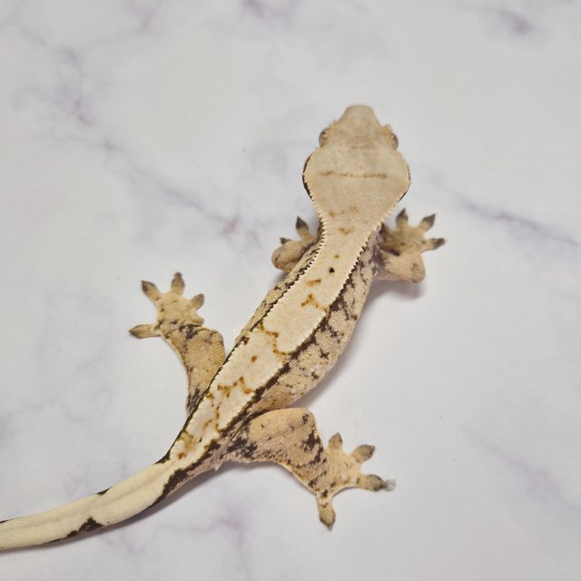 노멀 익스트림할리퀸