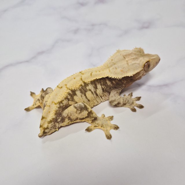 노멀 익스트림할리퀸