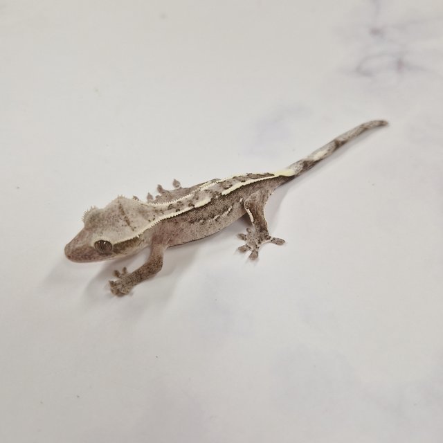 아잔틱 화이트핀