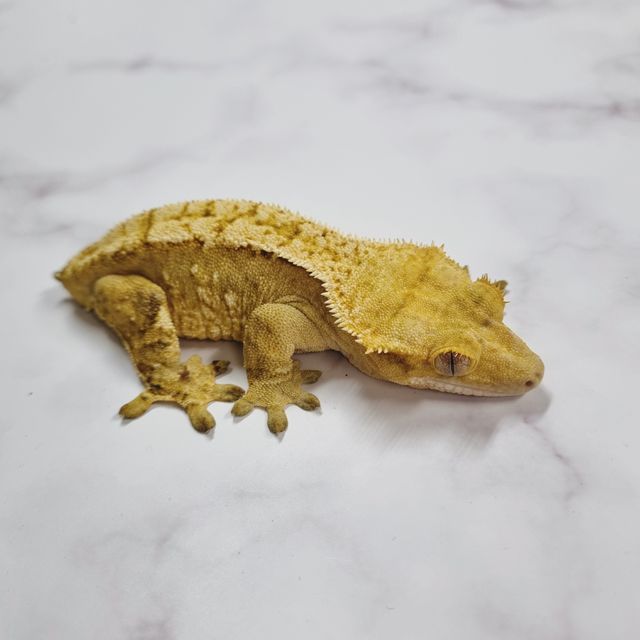 옐로우 크림시클 크림