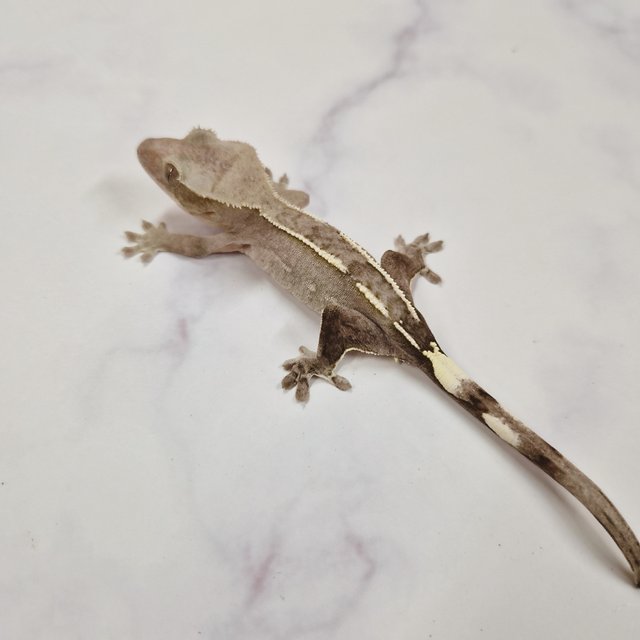 아잔틱 화이트핀